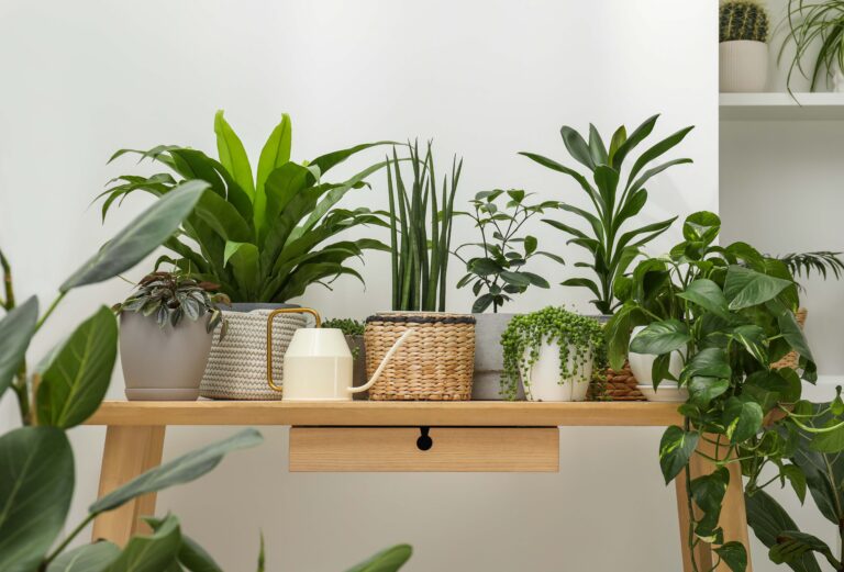 5 Easy-care Indoor Plants for Gardening Beginners