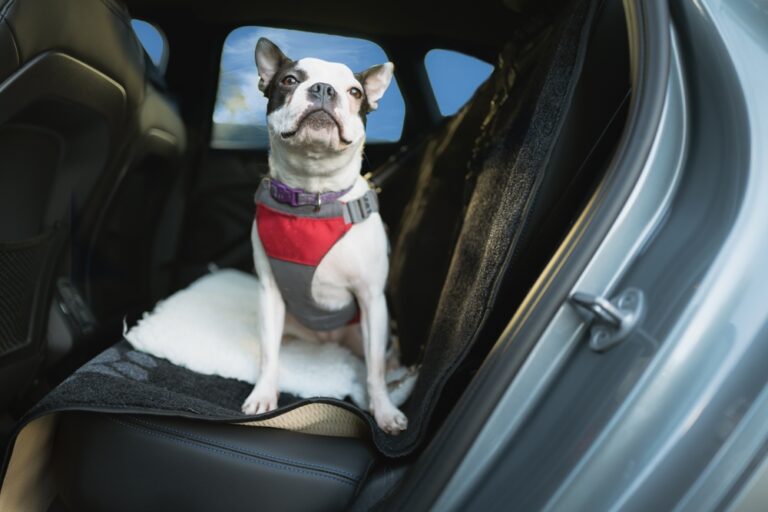 How To Keep Your Pet Secure And Comfortable In The Car